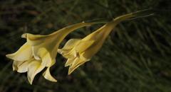 Gladiolus tristis