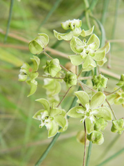 Asclepias praemorsa