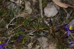 Calectasia