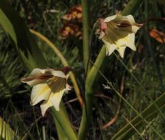 Gladiolus tristis