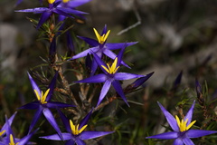 Calectasia