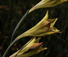 Gladiolus tristis