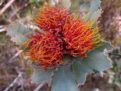 Leucospermum mundii