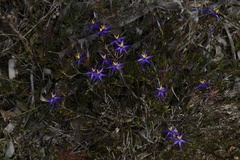 Calectasia