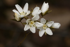 Drosera huegelii