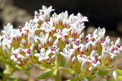 Crassula undulata