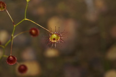 Drosera huegelii