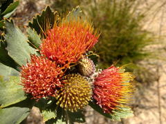 Leucospermum mundii