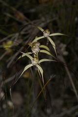 Caladenia straminichila
