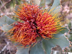 Leucospermum mundii