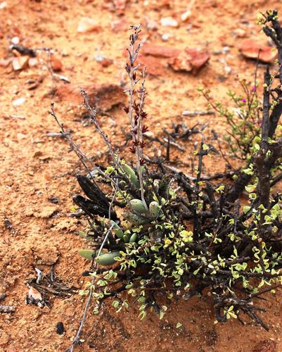 Adromischus marianiae var. kubusensis 3