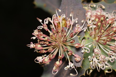 Hakea amplexicaulis
