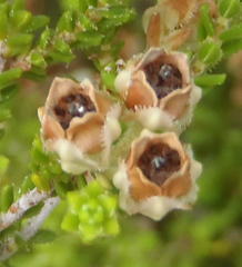 Erica fimbriata