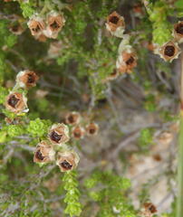 Erica fimbriata
