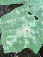 Phyllactinia marissalii