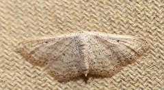 Idaea elongaria