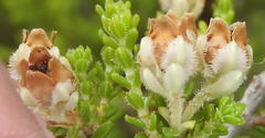 Erica fimbriata