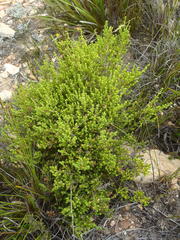 Erica fimbriata