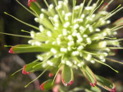 Leucospermum saxatile