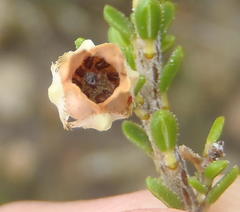 Erica fimbriata
