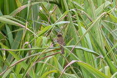 Empidonax albigularis