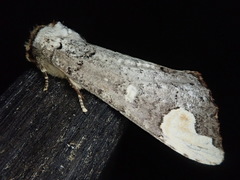 Phalera angustipennis