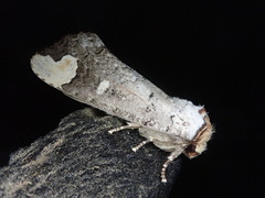 Phalera angustipennis