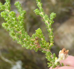 Erica fimbriata