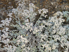 Helichrysum sutherlandii