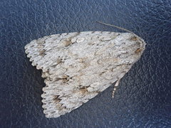 Acronicta hercules