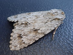 Acronicta hercules
