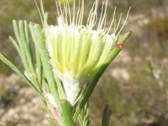 Leucospermum saxatile