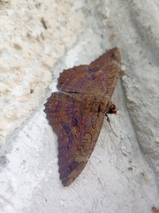 Feigeria claricostata