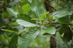 Quercus purulhana