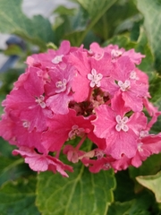 Hydrangea macrophylla