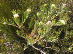 Leucospermum saxatile