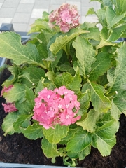 Hydrangea macrophylla