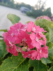 Hydrangea macrophylla