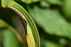 Draeculacephala noveboracensis