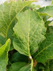 Hydrangea macrophylla
