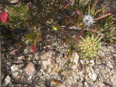Leucospermum saxatile