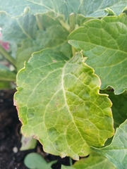 Hydrangea macrophylla