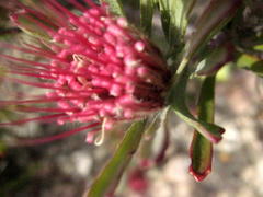Leucospermum saxatile