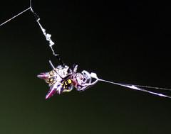 Gasteracantha sanguinolenta