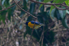 Euphonia minuta