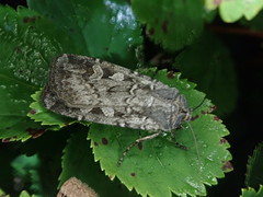 Euxoa ochrogaster