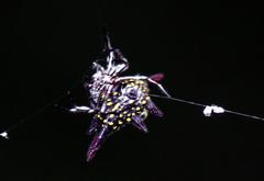 Gasteracantha sanguinolenta