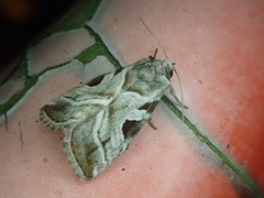 Eucarta virgo