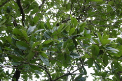 Quercus purulhana