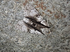Acronicta alni